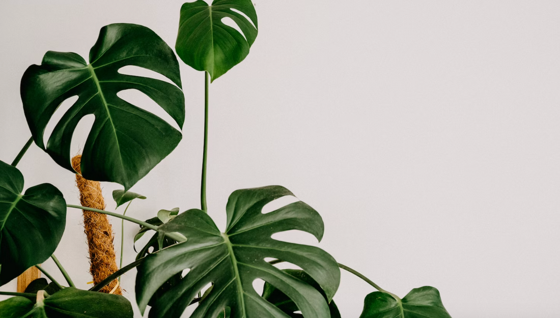 Ultimate Guide to Growing Monstera Deliciosa with Big Leaves and Stunning Fenestrations