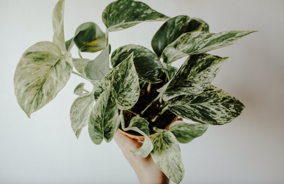 Ultimate Guide to Pothos Plant Care: Tips for Thriving Greenery