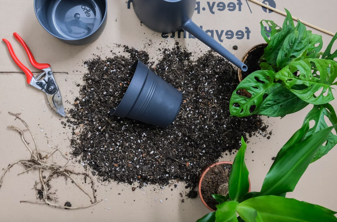 When to Repot Your Plants: A Comprehensive Guide for Green Thumbs