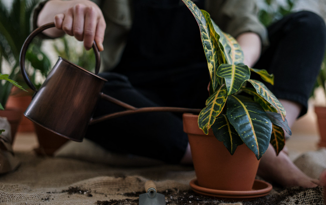 Essential Tips for Properly Watering Your Plants